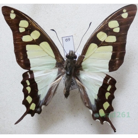 Graphium cloanthus (Westwood, 1841) Indonesia, Sulawesi 61mm69